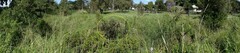 Acrostichum speciosum