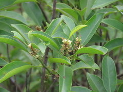 Sideroxylon wightianum