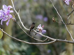 Chalcomitra amethystina