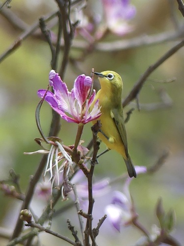 Pale White-eye (Zosterops flavilateralis), photo 3
