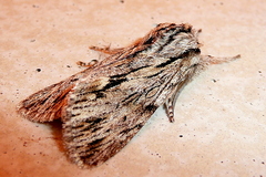Asteroscopus sphinx