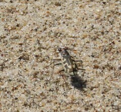 Cicindela hirticollis