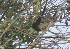 Urocolius indicus indicus