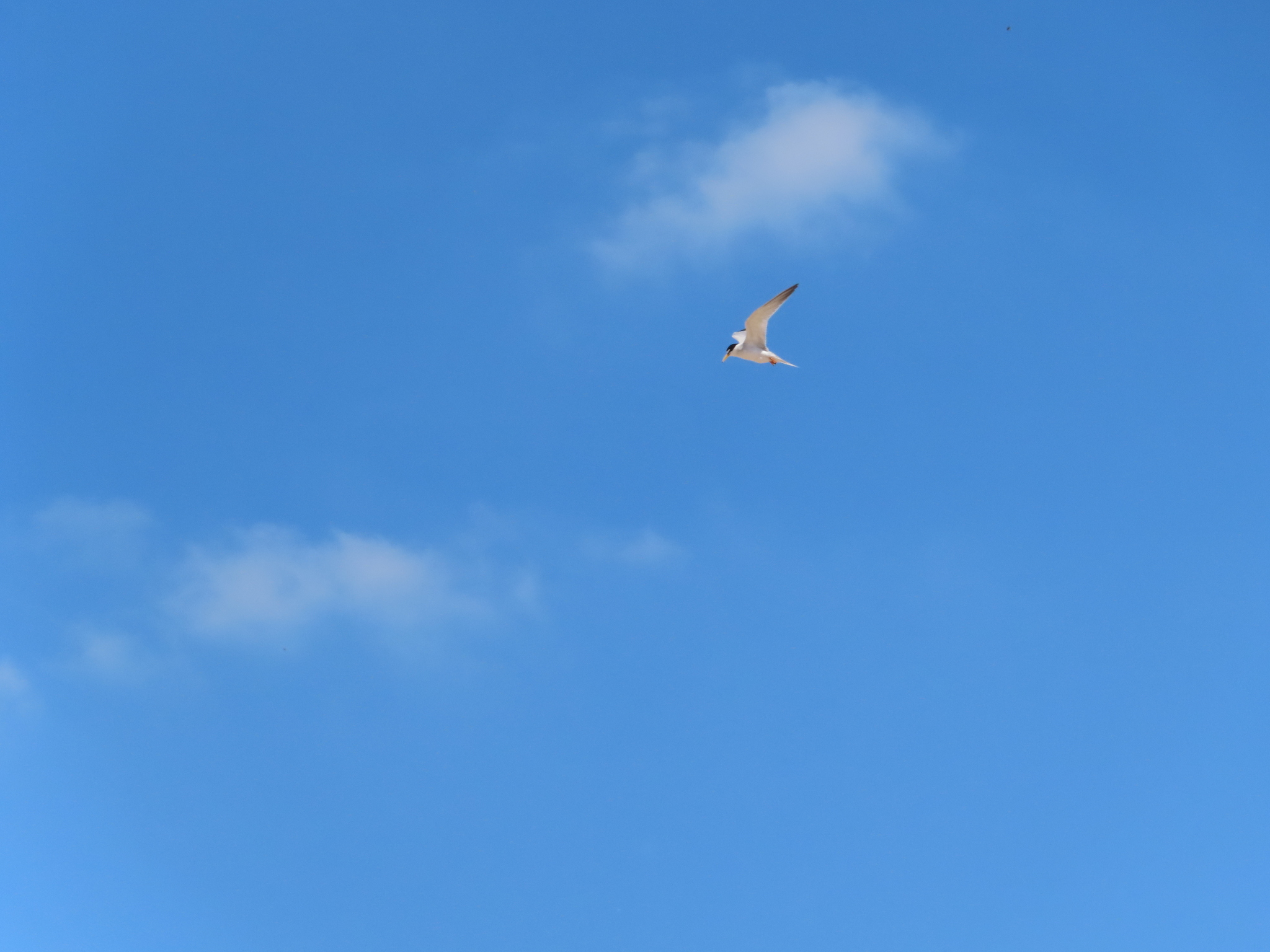 Least Tern (Sternula antillarum)