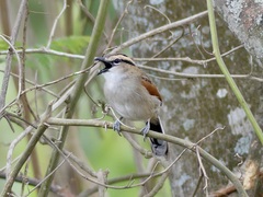 Tchagra australis