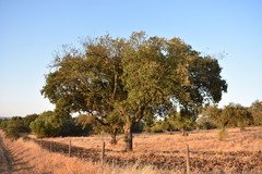 Quercus × avellaniformis