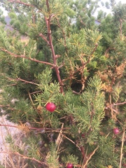 Asparagus rubicundus