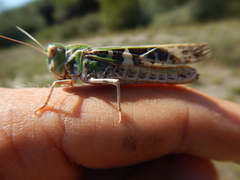 Oedaleus decorus