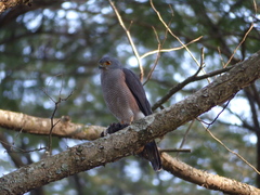 Accipiter tachiro