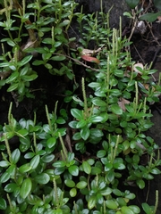 Peperomia urvilleana