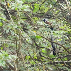 Dendrocitta leucogastra