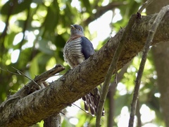 Cuculus solitarius