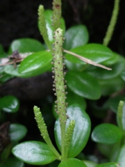 Peperomia urvilleana