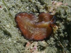 Pseudobiceros fulgor