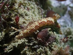 Hypselodoris decorata
