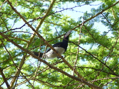 Bycanistes bucinator