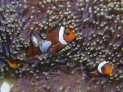 Amphiprion ocellaris
