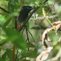 Terpsiphone viridis granti