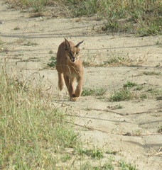 Caracal caracal caracal