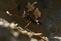Odontomachus troglodytes
