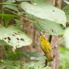 Iole indica