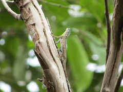 Draco sumatranus