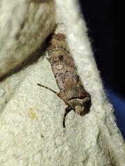 Cerastis faceta