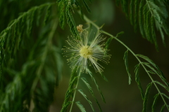 Albizia harveyi