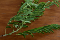 Albizia harveyi