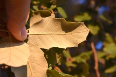 Quercus × avellaniformis