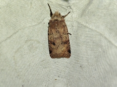 Cerastis faceta