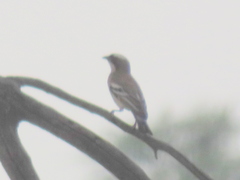 Plocepasser mahali mahali