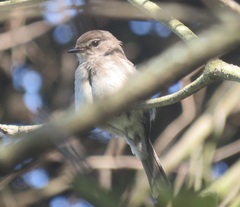 Muscicapa adusta adusta