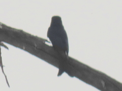 Dicrurus adsimilis apivorus