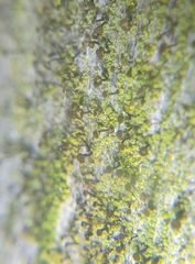 Chaenotheca chrysocephala