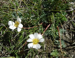 Callianthemum alatavicum