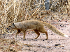 Cynictis penicillata