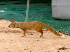 Cynictis penicillata