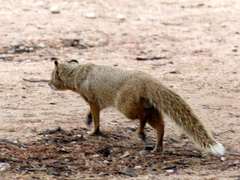 Cynictis penicillata