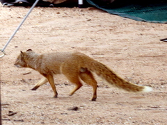 Cynictis penicillata