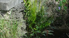 Acrostichum speciosum