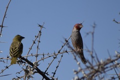 Amadina erythrocephala