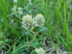 Gomphrena