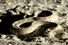 Crotalus cerastes laterorepens