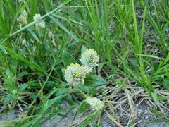 Gomphrena