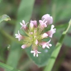 Trifolium pinetorum