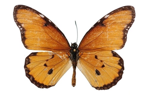 Dorippus Tiger