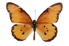 Danaus chrysippus dorippus
