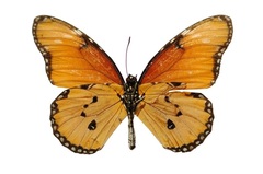 Danaus chrysippus dorippus