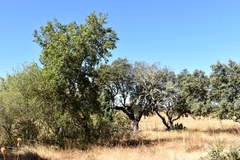 Quercus × avellaniformis